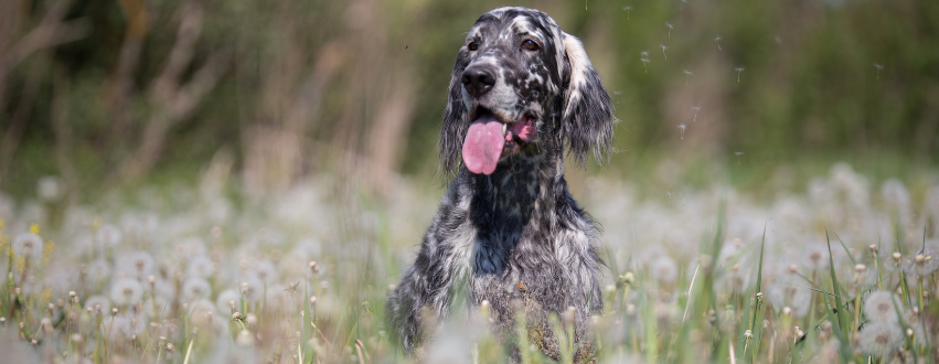 English Setter in a spring field