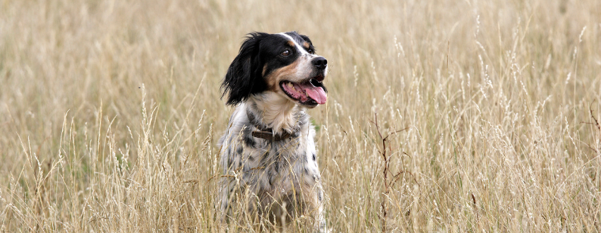 Black and white springer spaniel in a field