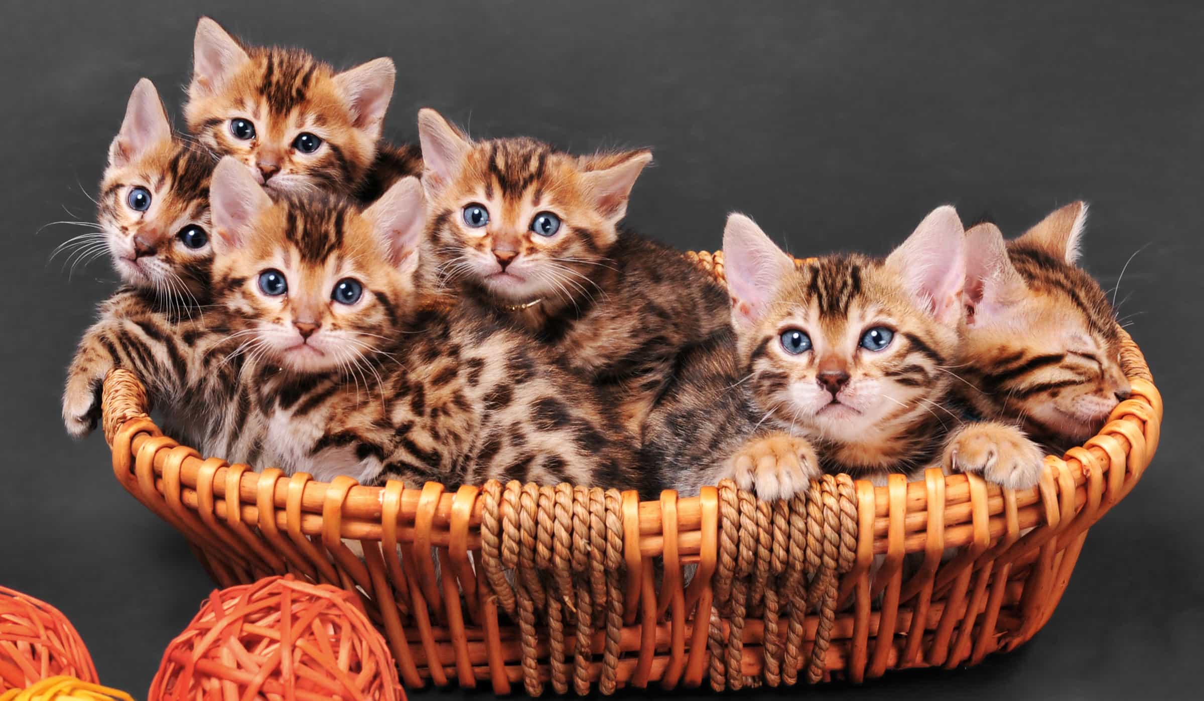 Кошка и 10 котят. Бенгальская кошка. Бенгальская кошка котенок. Котята в корзинке. Много котят в корзинке.
