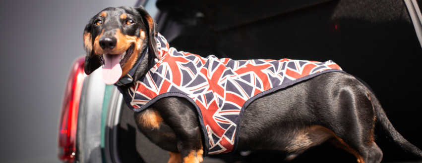 Black and tan miniature dachshund in a union jack dog coat