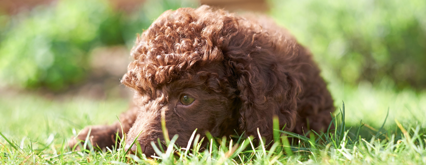 Poodle in the grass