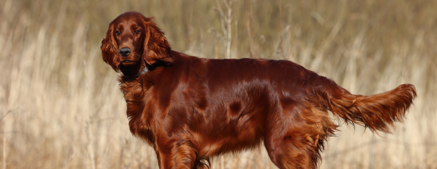 Red setter in a field