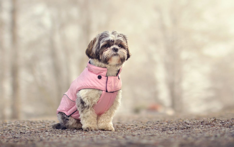 why do dogs love wearing clothes