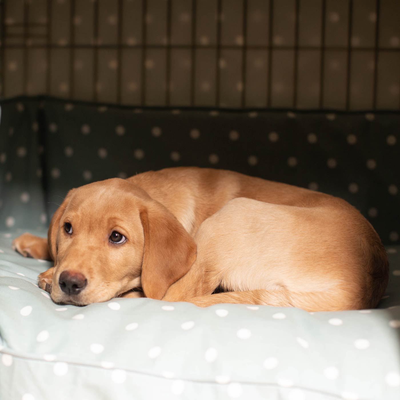 Dog Crate Set in Duck Egg Spot by Lords & Labradors