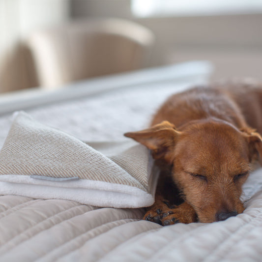 Aromadog™ Calm Fleece Laying Down Dog :: Rosewood Pet