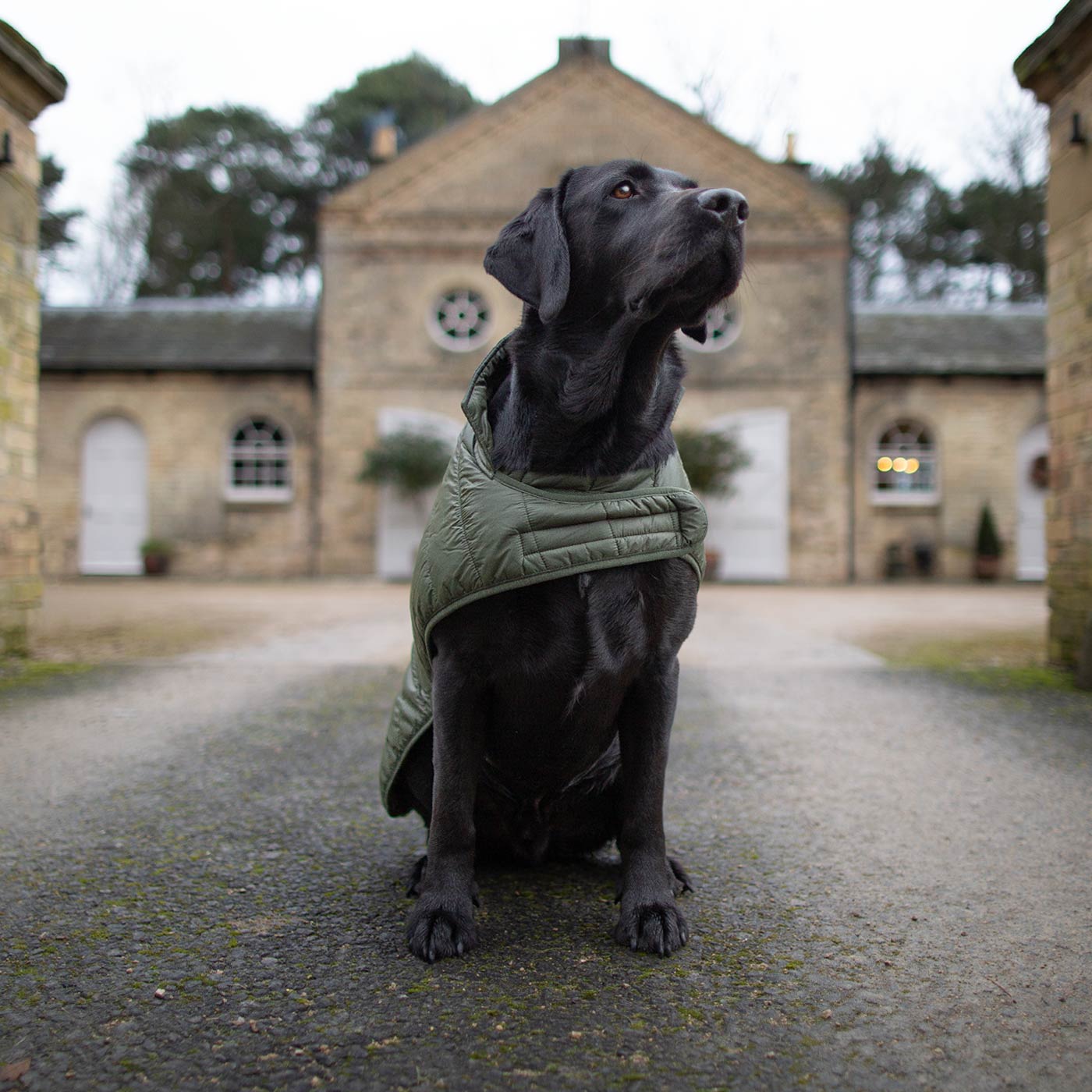 Barbour® Baffle Quilted Dog Jacket