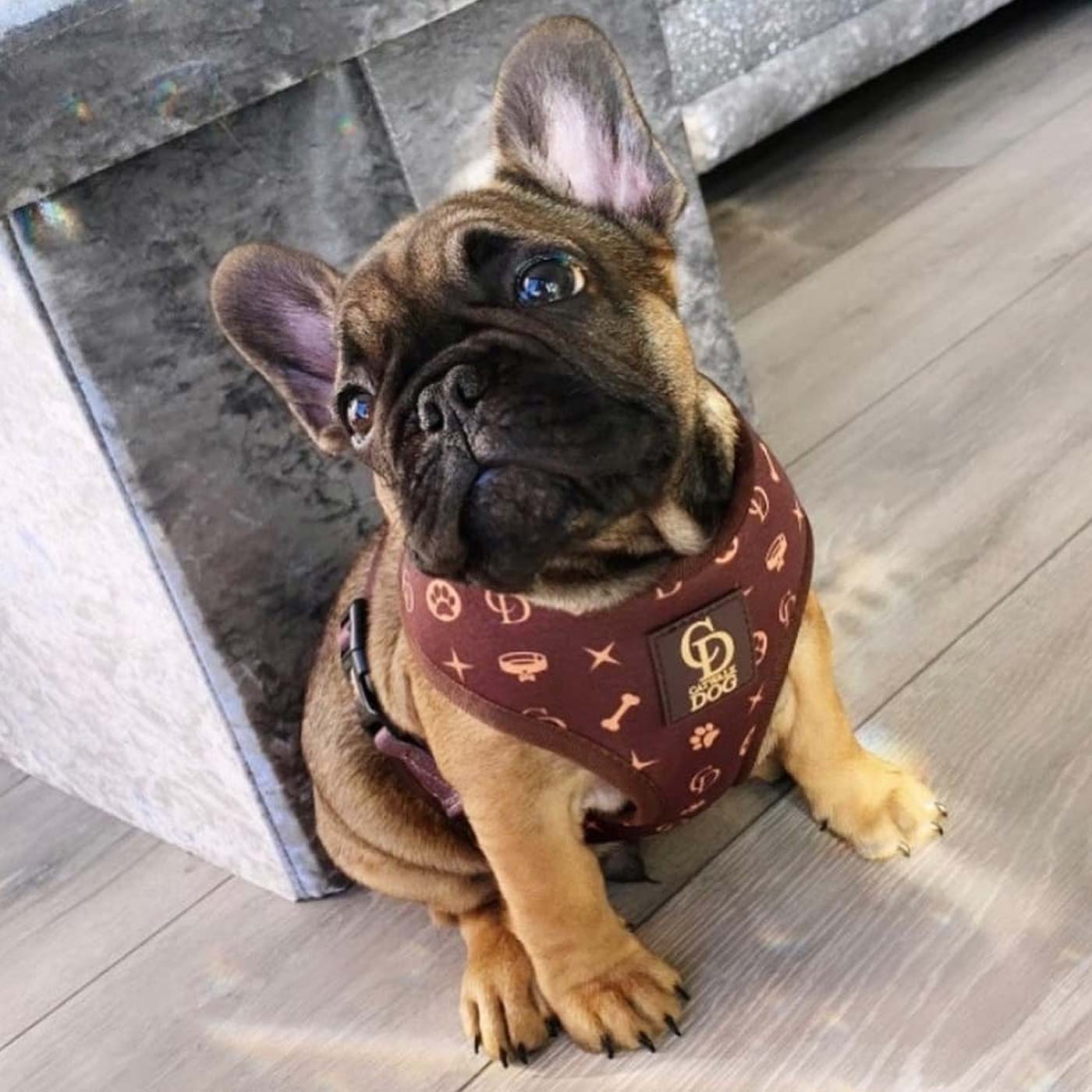 Louis vuitton dog harness - .de