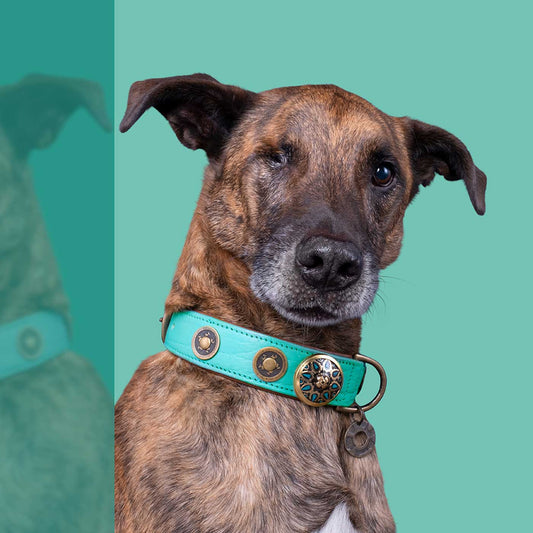 FuzzYard Dog Collar (Rebel)