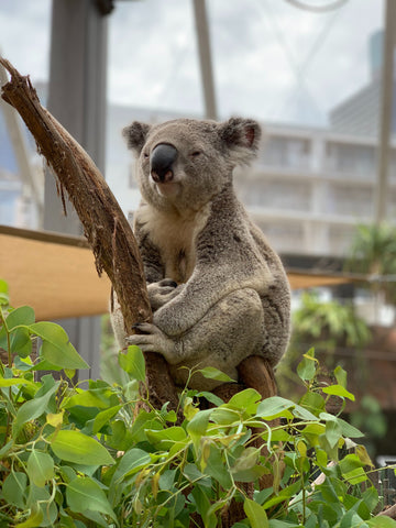 Koala chilling atop a tree branch