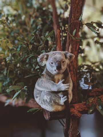 Koala hugging a tree branch