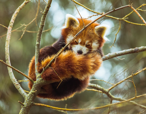 Red panda curled on a tree, sleeping softly