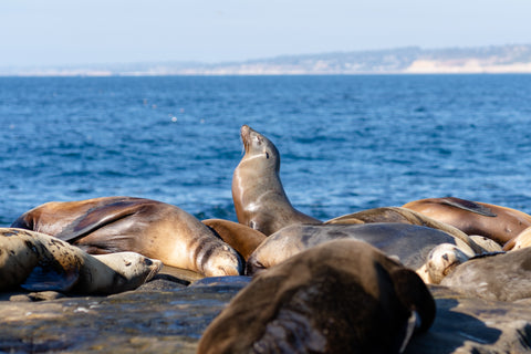 a seal sits up to soak in the sun while the other seals sleep around him