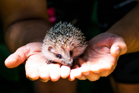hedgehog being held hands