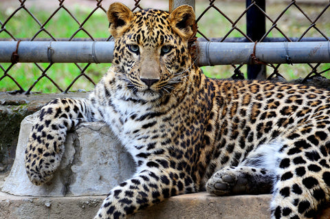 amur leopard sitting on the ground, relaxed, in what appears to be captivity