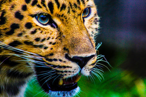 amur leopard, angled front view on head, jaw open, ready to pounce