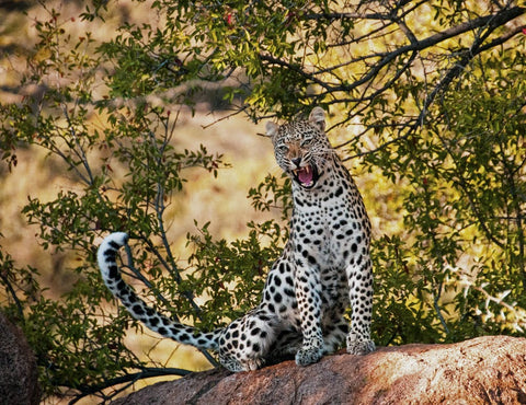 amur leopard atop a tree branch in foresty backrgound, growling 