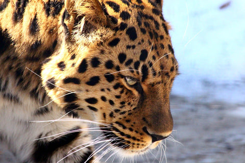amur leopard, picture of the right side of their head in a winter background