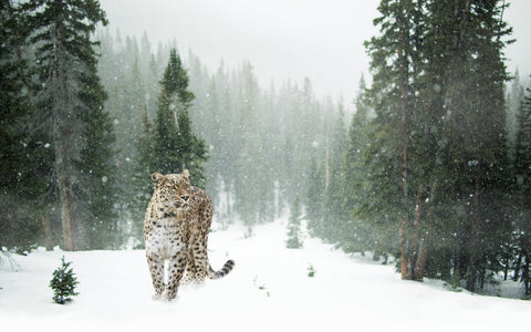 amur leopard walking in wild snowy weather