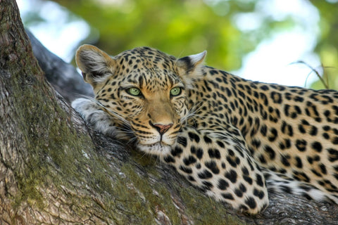 amur leopard relaxing on a tree branch