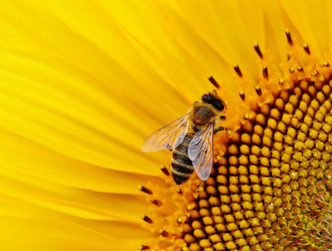 bee on yellow flower's pollen, macro image