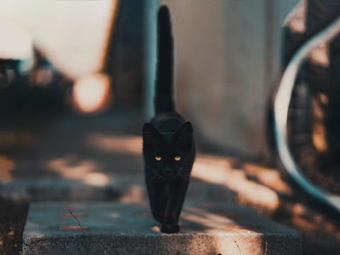 black cat on the prowl in the city