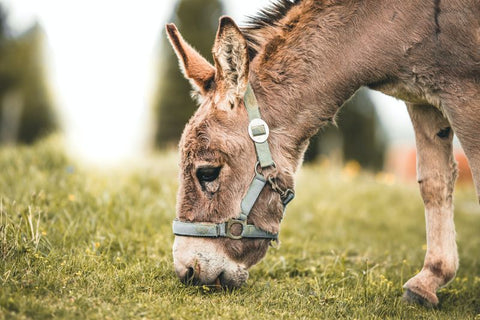 donkey feeding on grass