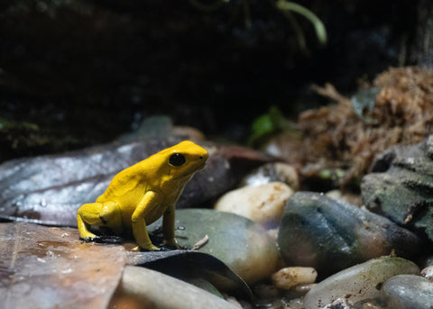 golden poison frog poised on pebbles near a waterfall