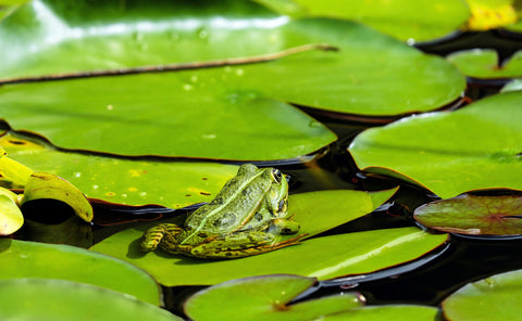 frog on a lillypad