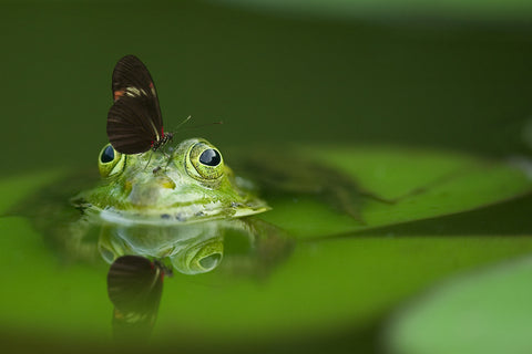 frog looking above a pond with a butterfly on its nose
