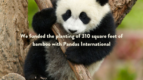 we funded the planting of 310 square feet of bamboo with Pandas International through our bamboo panda socks