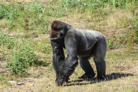 adult gorilla walking in grasslands