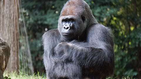 gorilla sitting in the forest, observing its surroundings