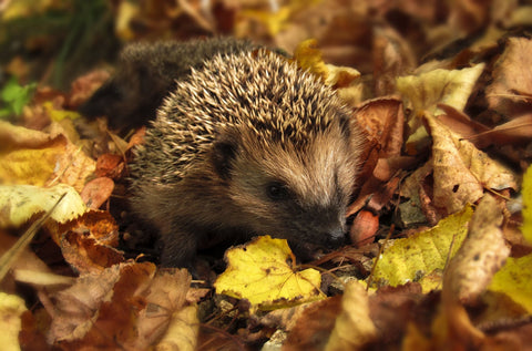 hedgehog nesting with autumn leaves
