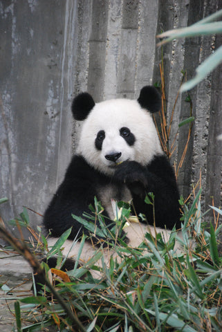 panda eating in a sanctuary