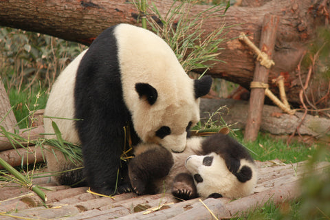 panda mother playing with her cub
