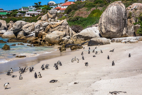 penguin huddle on a beach shore