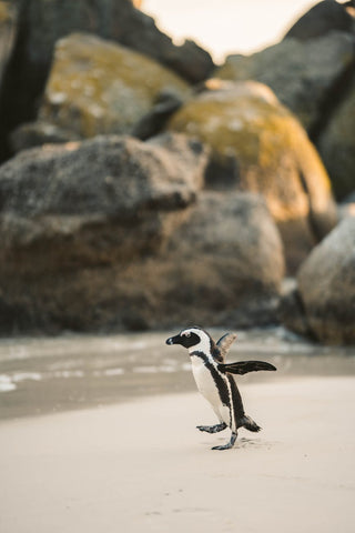 penguin walking on beach shore with arms flapping backwards as if happy or running