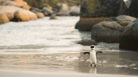 penguin walking on shore