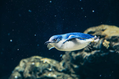 penguin swimming underwater