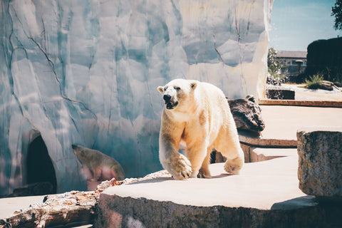 polar bear crawling in a sanctuary