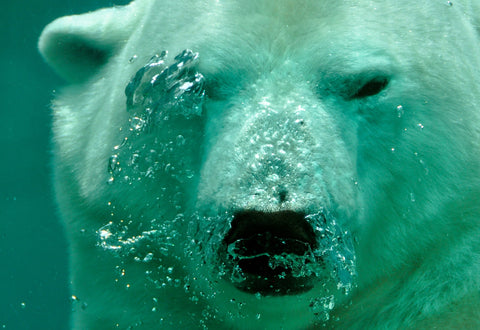 polar bear underwater, closeup