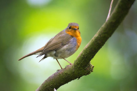 Robin perched on tree branch 