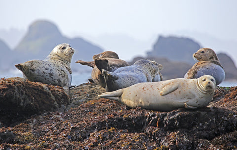 seals chilling on a coastal cliff