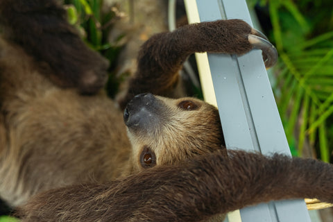 closeup of sloth claws and grip