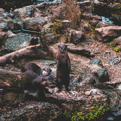 group of otters by a river, above ground on rocks, eating and waiting
