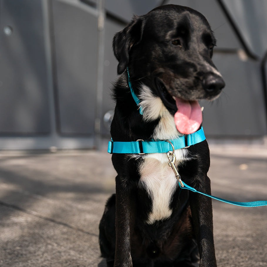 No Pull Dog Harnesses | Afterpay