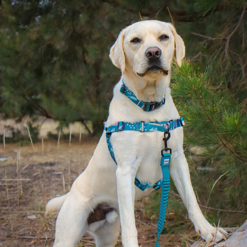 obedience leashes