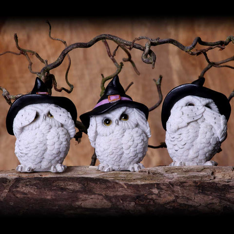 Three Wise Feathered Familiars Owls