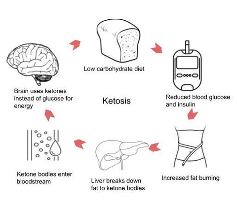 low carb diets