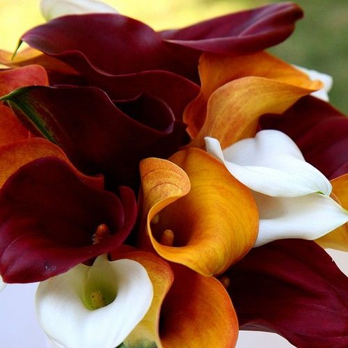 Mini Calla Lilies – Sun Flowers PR